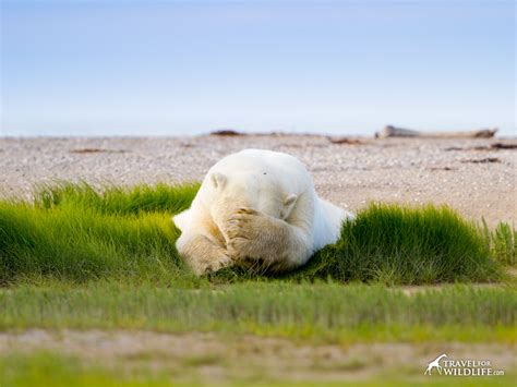 Where Do Polar Bears Sleep