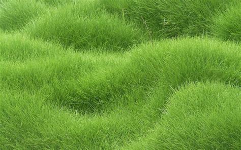 Free Photo Grass Texture Abstract Area Summer Free Download Jooinn