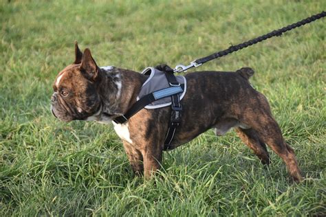 Leashes And Harnesses An Easy Guide Gulf Coast K9 Dog Training