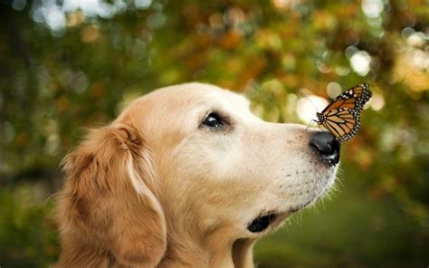 Animals Butterfly Dog Bokeh Labrador Retriever Golden Retrievers