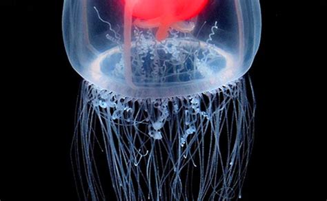 The Immortal Jellyfish Facts And Photos Hubpages