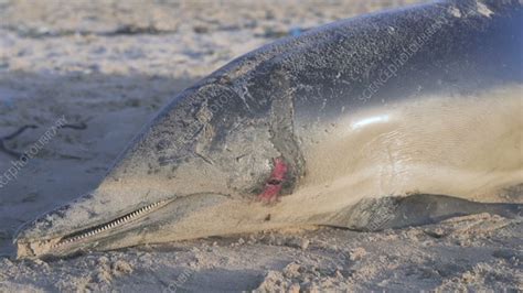 Dead Common Dolphin On A Beach Stock Video Clip K0094140 Science