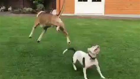 Best Funny Dogs Compilation Best Dog And Puppy Fails 3 Youtube