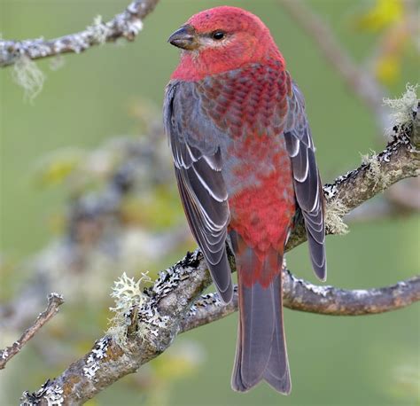 Head Up North To See Pine Grosbeaks Birds And Blooms