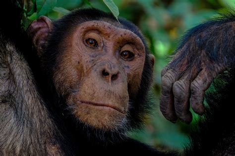 Humanzee Legende Eines Künstlichen Mensch Affen Hybrids