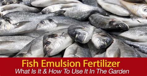 The process of creating fish emulsion begins with whole fish, or with carcass products of fish, such as bones, scales, and skin. What Is Fish Emulsion Fertilizer, HOW TO To Use It In The ...