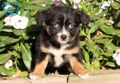 Will be 8 weeks old and ready to go home on 12/22. Naz | Australian Shepherd - Mini Puppy For Sale | Keystone ...