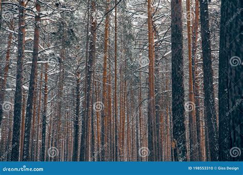 Densa E Misteriosa Floresta De Pinheiros De Inverno Foto De Stock