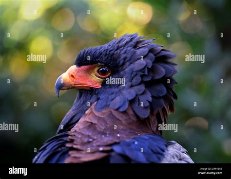 African Black Eagle High Resolution Stock Photography And Images Alamy