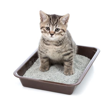 Litter └ cat supplies └ pet supplies all categories antiques art baby books, comics & magazines business, office & industrial cameras & photography cars, motorcycles & vehicles clothes, shoes & accessories coins. kitten or little cat in toilet tray box with litter ...
