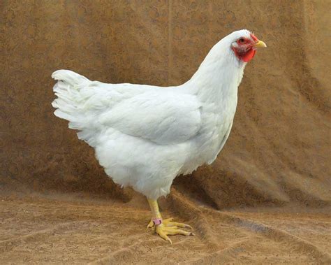 Heritage Breeds Can Be The Best Egg Laying Chickens Grit Rural