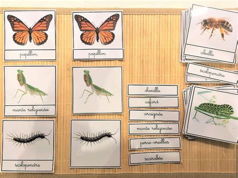 Diy Atelier Montessori Le Monde Des Insectes Pdf