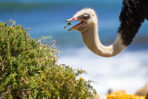 Ostrich Eating Stock Photo Image Of Food Speed Bird 38696294