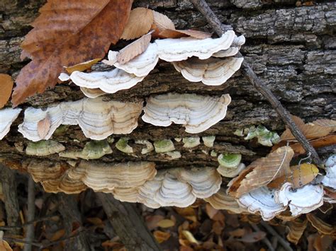 Tree Mushrooms Types