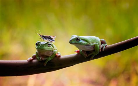 Frog 4k Wildlife Amphibian Hd Wallpaper Rare Gallery