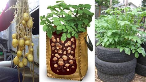 8 Ways To Grow Tons Of Potatoes No Matter Where You Live Growing