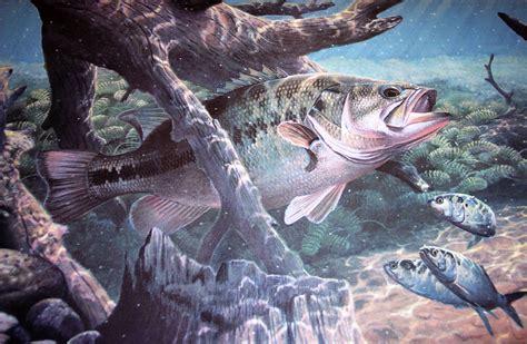Fishing Fish Sport Water Fishes Underwater Lake River Artwork Bass
