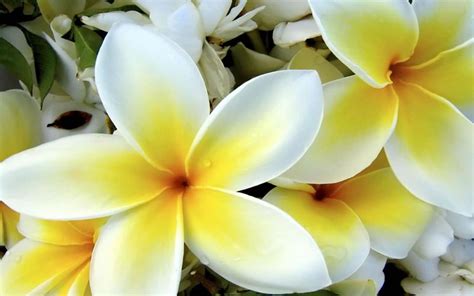Tropical White And Yellow Flower Wallpaper Nature And Landscape
