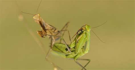 La Mante Religieuse Fascinante Prédatrice