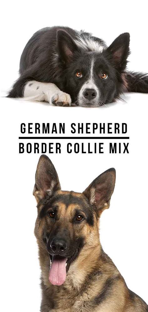 German shepherd collie mix loves playing with her owners. German Shepherd Border Collie Mix - A Clever, Energetic Hybrid | Border collie mix, Collie mix ...