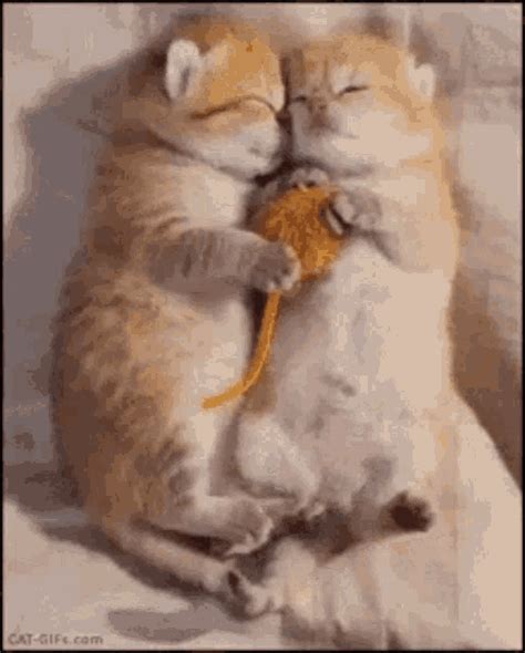 Cat Kiss  Cat Kiss Discover And Share S