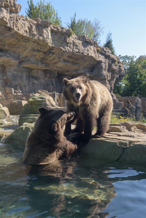 Jawed karim tarafından 23 nisan 2005'te 20:27 geçe yüklenmiştir. Grizzly Bear | Saint Louis Zoo