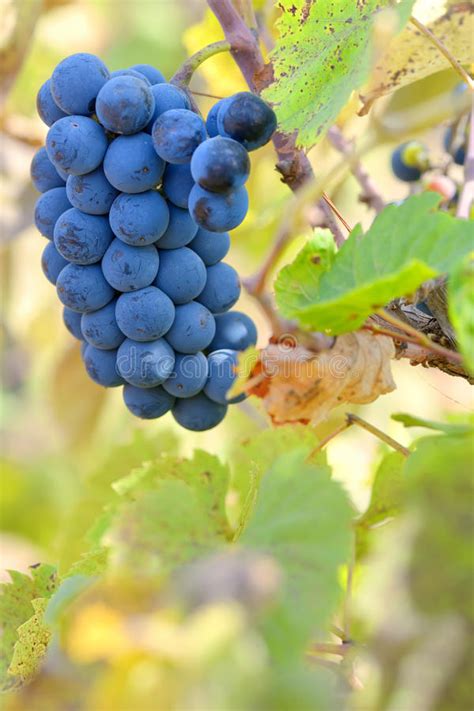 Red Grapes On A Vine Stock Image Image Of Healthy Agriculture 44701337