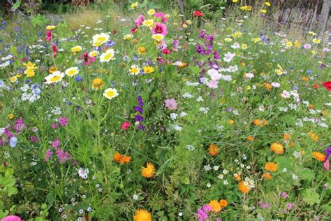 Maybe you would like to learn more about one of these? Von der Umwelt inspiriert: Naturgarten anlegen - bauen.de