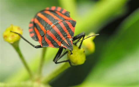 Animal Insect Hd Wallpaper