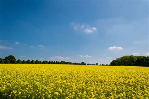 Rapeseed Hd Wallpapers Backgrounds