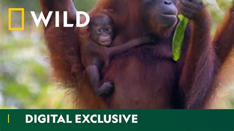 Young Orangutans Learn How To Swing On Trees Wild And Weird National
