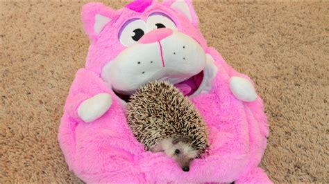Cute And Funny Hedgehog Compilation Meet My Pet Hedgehog