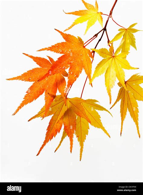Branch Of Japanese Maple Leaves Stock Photo Alamy