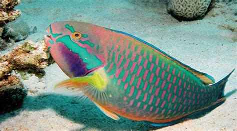 Facts About The Reefsaver Parrotfish