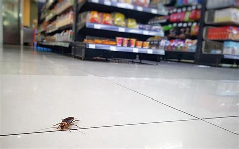 Five Ways To Prevent Cockroaches Entering Your Home Nutekmem Pest Control