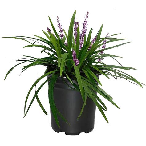 25 Qt Big Blue Liriope Plant With Grass Like Green Foliage And Purple