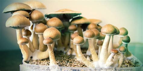 Hoe Je Verschillende Soorten Magic Mushrooms Identificeert Zamnesia
