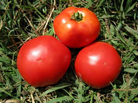 Tomato Marglobe Vegetable Garden 50 Uk Seeds