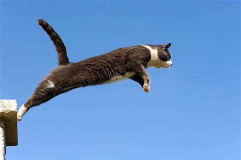 150 Cat Jumping In Air Stock Photos Pictures And Royalty Free Images