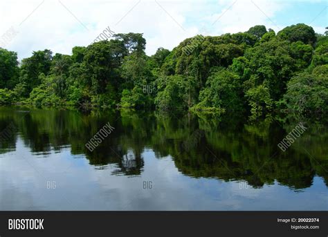 Rainforest Amazon Image And Photo Free Trial Bigstock