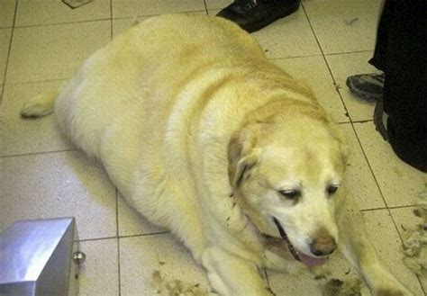 Fat Doggo Fat Doggo Sans  Fatdoggo Fat Doggo Discover Share S