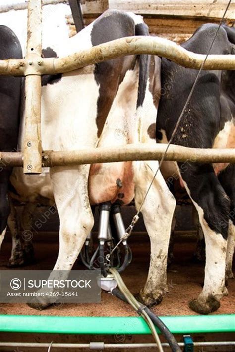 Cow Being Milked By A Milking Machine Superstock
