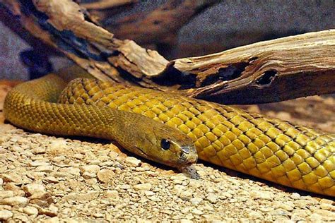 Confira As Imagens Da Cobra Mais Venenosa Do Mundo Maliária