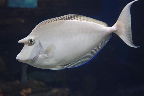 Bluespine Unicornfish Tetiaroa Society