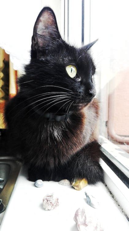 Free Stock Photo Of Black Cat