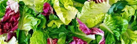 How To Grow And Care For Salad Leaves Love The Garden