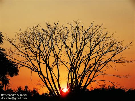 Tree Of Souls Png