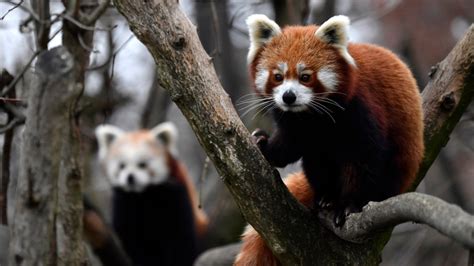 Only the best flash games! Study: Red Panda Is Actually Two Different Species