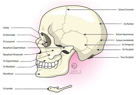Os Occipital Occiput Définition Schéma
