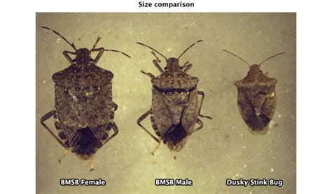 Maycintadamayantixibb Bug That Looks Like Stink Bug But Bigger